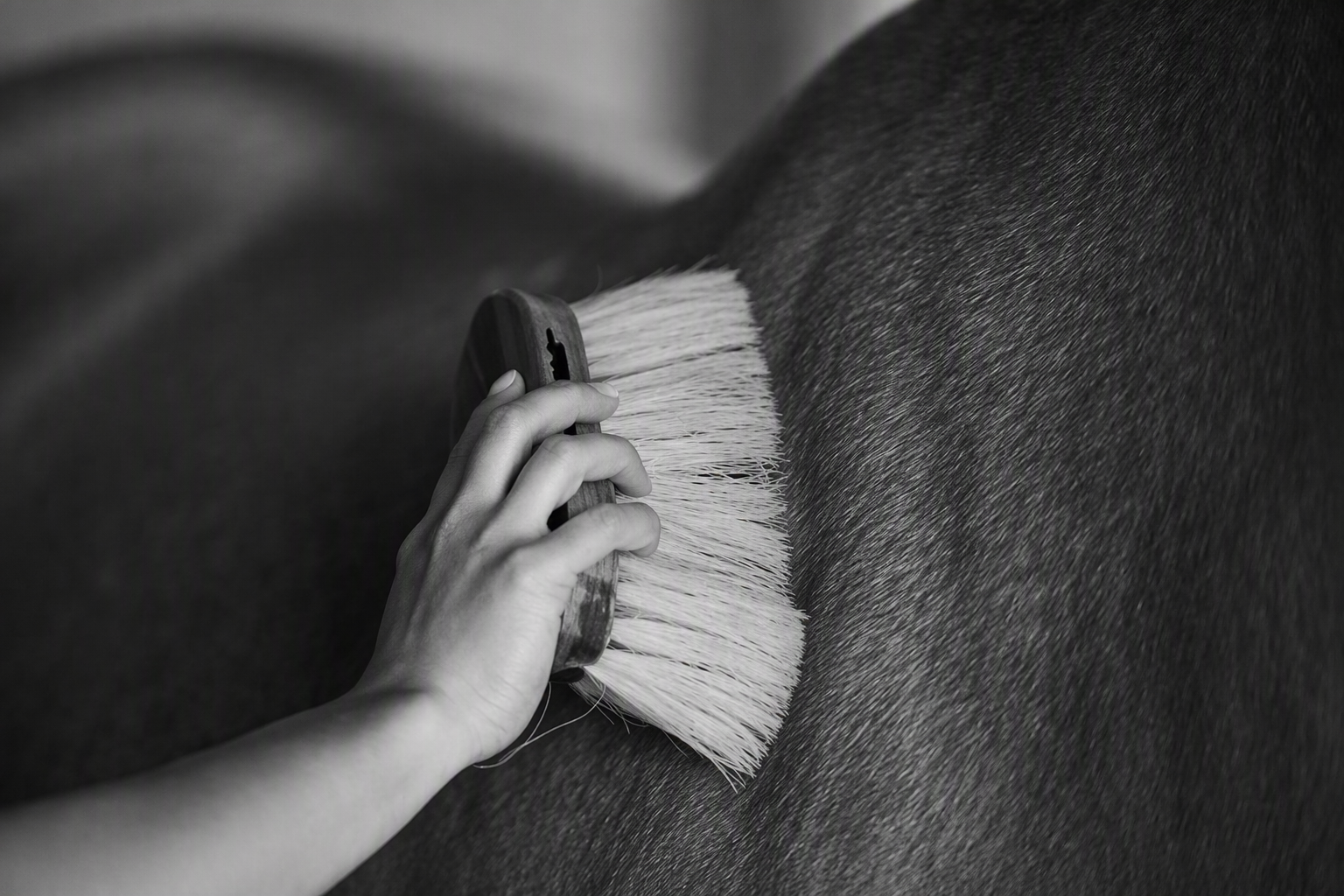 Horse Care