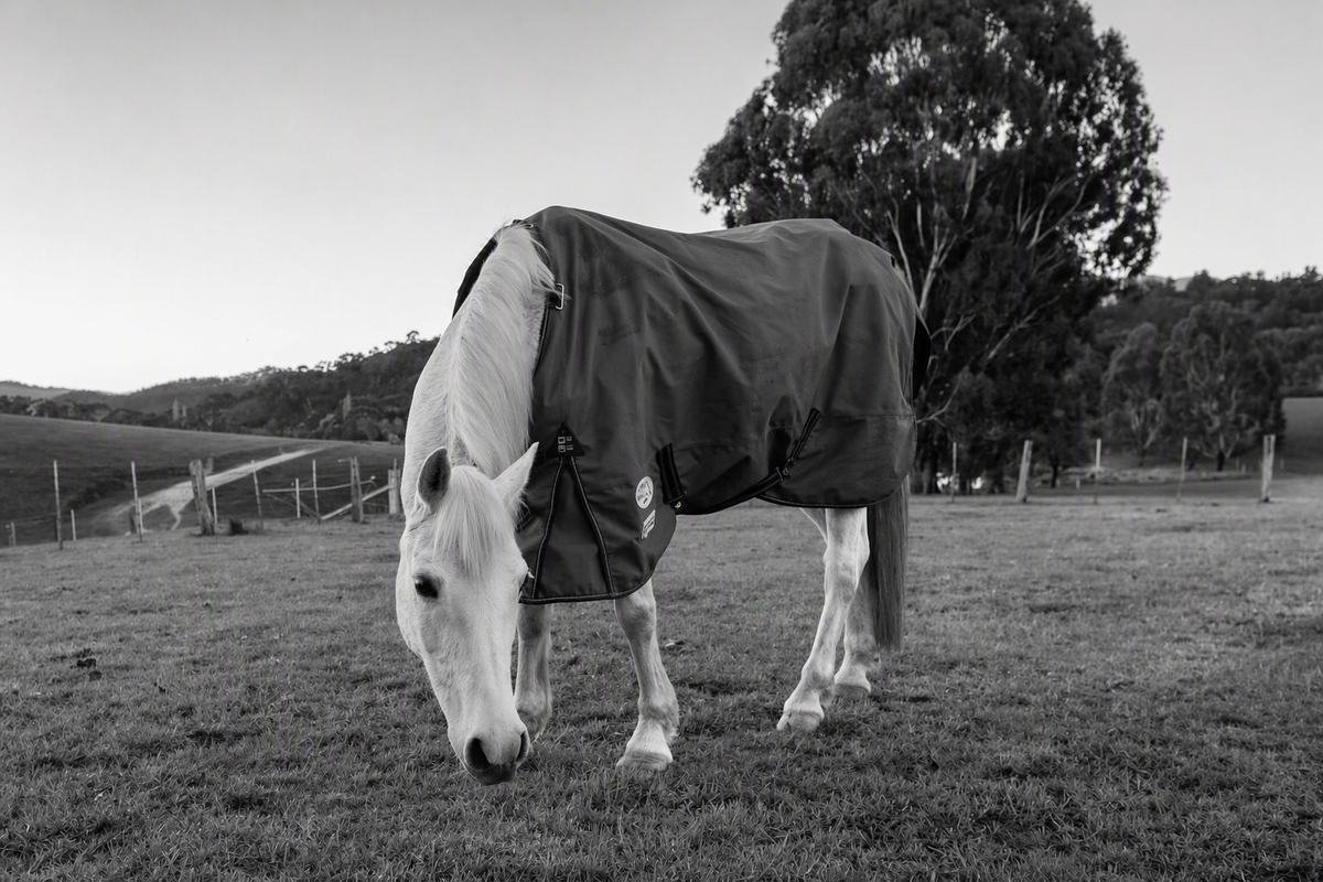 Horse Rugs